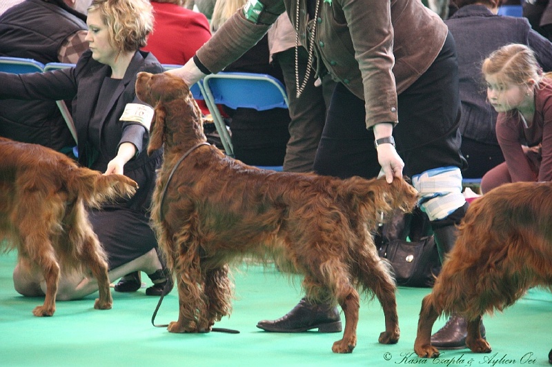 Crufts2011 769.jpg